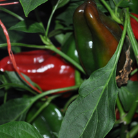 Thumbnail for Ausilio Thin Skin Italian Pepper, early 1900's Heirloom (Hot), Organic