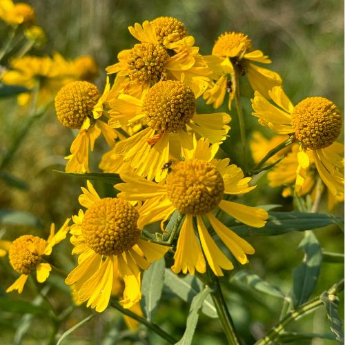 Autumn Sneezeweed - Prairie Native, Wetlands, (Helenium autumnale)