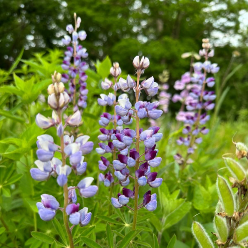 Perennial Lupine - Prairie Native, Native Blue Lupine