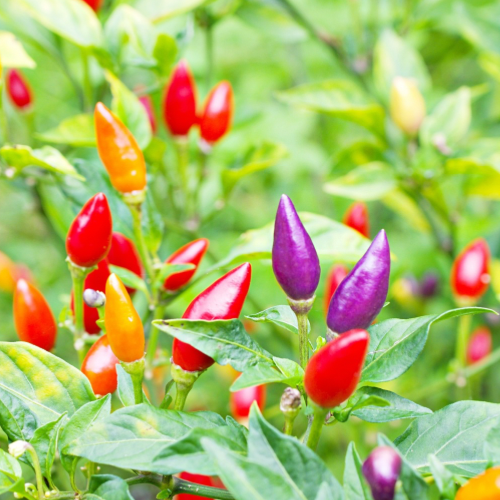 Chinese Five Color Pepper (Hot), Organic