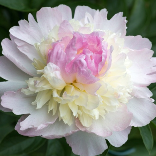 Raspberry Sundae - Peony, 1968, Illinois, lactiflora