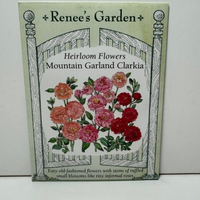 Thumbnail for Clarkia 'Mountain Garland' Flower, California Native