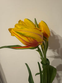 Thumbnail for Parrot Tulip 'La Courtine' Tulip Bulbs (Parrot Tulips)