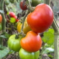 Thumbnail for Matina Tomato, German Heirloom, Sets fruit early