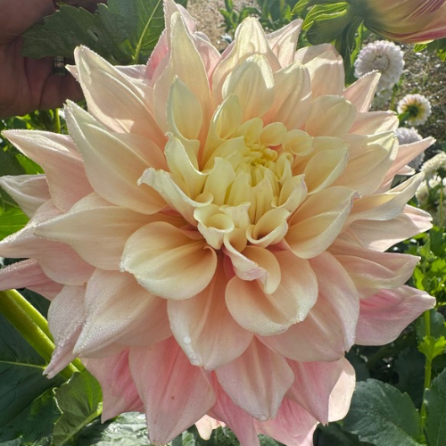 'Break Out' Dahlia (Dinnerplate)