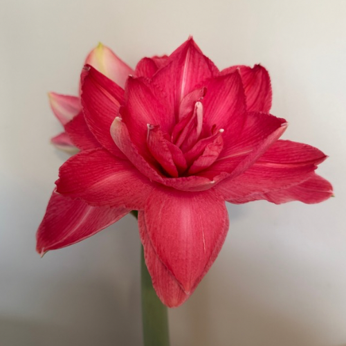 'Double Dream' Hippeastrum, Amaryllis