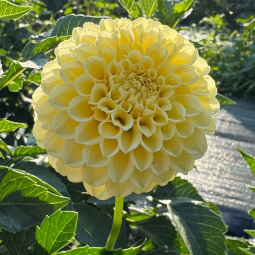 'Creamy' Dahlia (Ball)