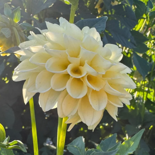 'Creamy' Dahlia (Ball)