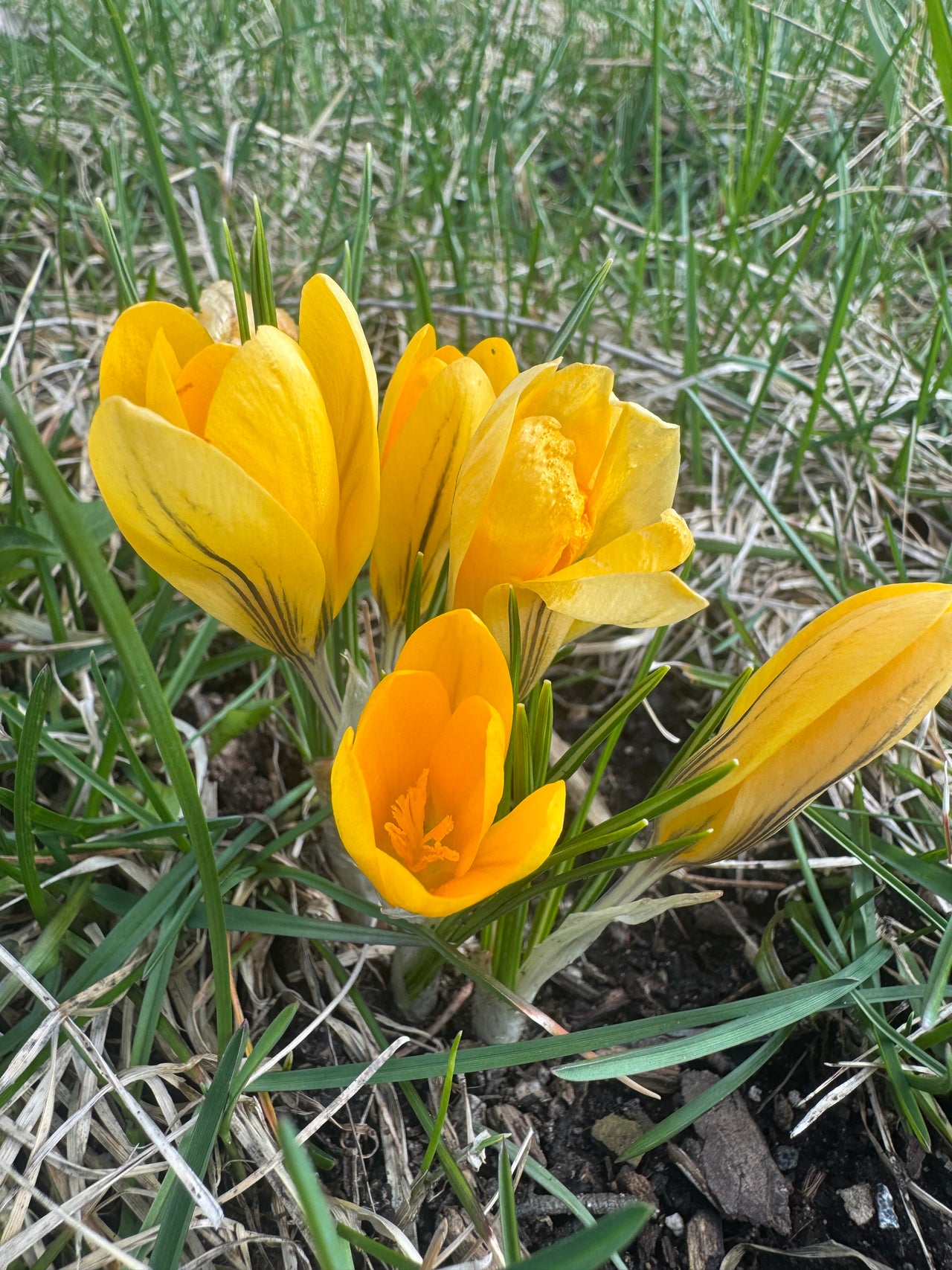 Free Gift When Ordering $25, Tell us or Let us Choose - Dahlia Luminoso, 10 German Pink Heirloom Tomato Seeds, OR Spotted Joe Pye Native Flower