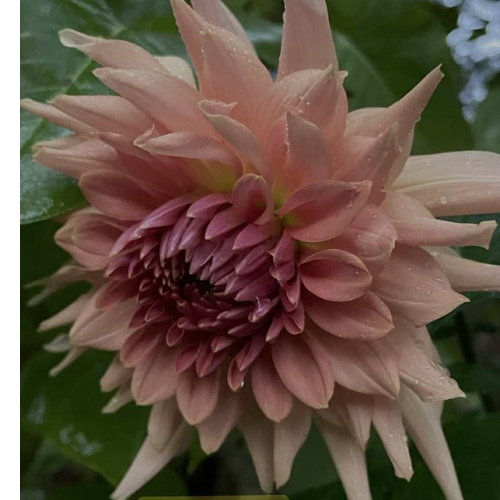 'Terra Cotta' Dahlia (Semi-Cactus)