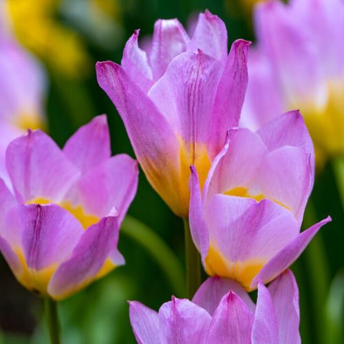 Bakeri Lilac Wonder Tulip, Turkestanica Tulips or Botanical Tulips