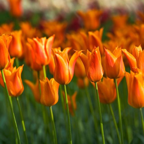 Lily Tulips 'Ballerina' Tulip Bulbs (Lily Tulips), Orange Tulips