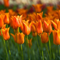 Thumbnail for Lily Tulips 'Ballerina' Tulip Bulbs (Lily Tulips), Orange Tulips