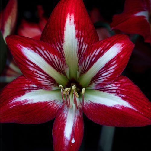 'Barbados' Hippeastrum, Amaryllis, Dark Red Velvet Blooms