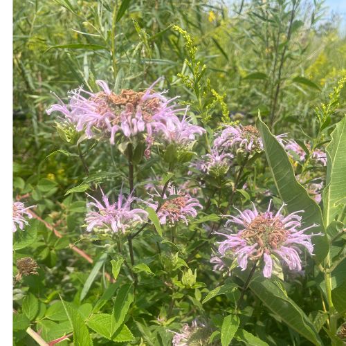 Wild Bergamont or Bee Balm, Native to the United States