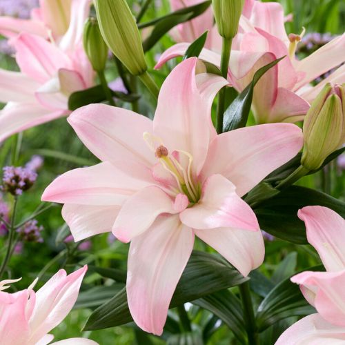 Bentley Lily, Lilium Double Asiatic (Double Asiatic Lily, Lily Div I)