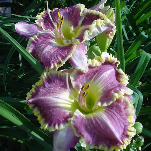 Daylily 'Bestseller' (Hemerocallis) Lavender Daylily