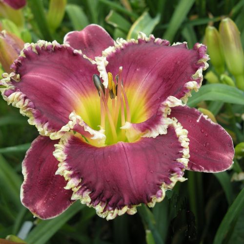 
Daylily 'Bettylen' (Hemerocallis)
