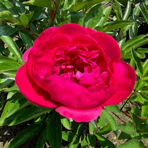 Big Ben- Peony, 1943 introduction, Illinois, lactiflora