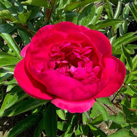 Thumbnail for Big Ben- Peony, 1943 introduction, Illinois, lactiflora