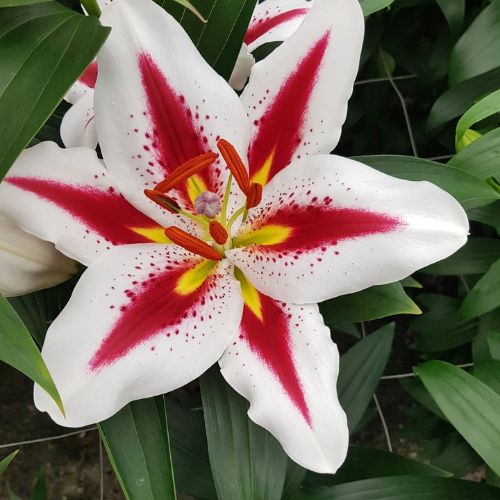 'Big Smile' Oriental Lily (Oriental Lilium)