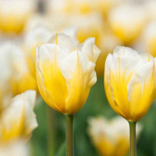 Bingo Triumph Tulip (Mid to Late Triumph Tulip)