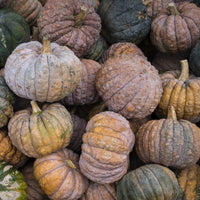 Thumbnail for Black Futsu Pumpkin, Organic, Japanese Heirloom Seeds