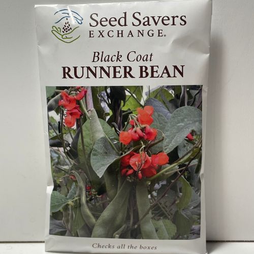 Black Coat Runner Bean Seeds, 1600's Heirloom