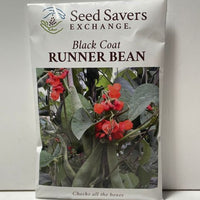Thumbnail for Black Coat Runner Bean Seeds, 1600's Heirloom