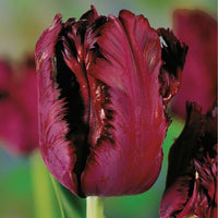 Thumbnail for Parrot Tulip 'Black Parrot' Tulip Bulbs (Parrot Tulips)