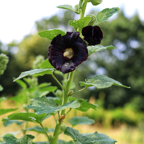 Black Hollyhock Flower, Heirloom pre-1629