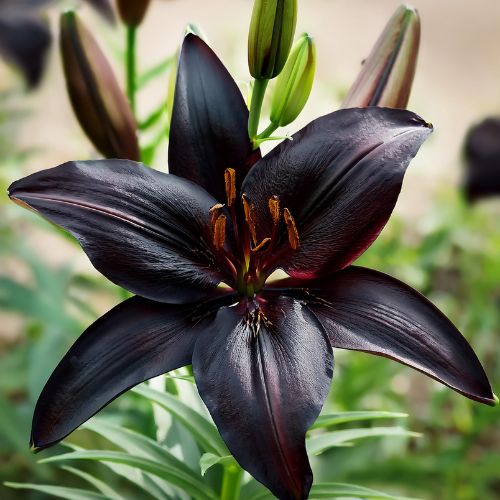 'Black Ship Lily' Lilium Asiatic (Asiatic Lily)