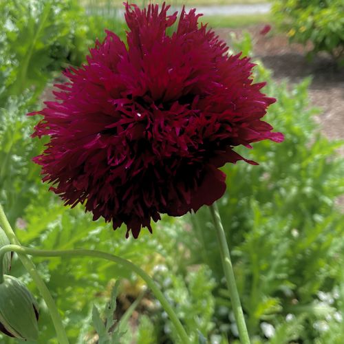 Black Swan Heirloom Poppy, Dark Maroon Flowers