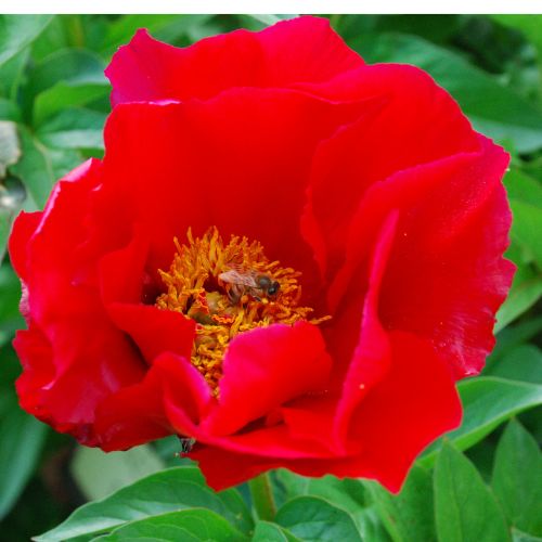 Blaze- Peony, 1973 introduction, Illinois, lactiflora Red peony