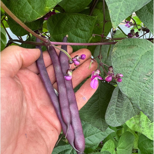 Blue Coco Pole Bean, 1775 French Heirloom