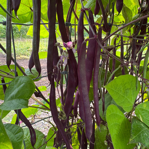 Blue Coco Pole Bean, 1775 French Heirloom