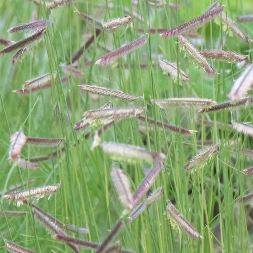 Blue Grama Grass- Prairie Native