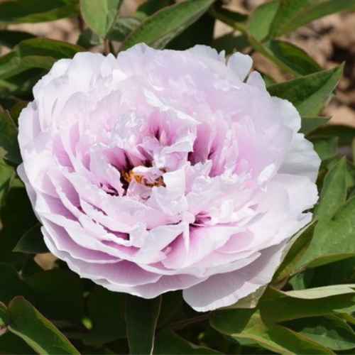 Blue Sapphire (Lin Bao Shi) Tree Peony, Bare Root