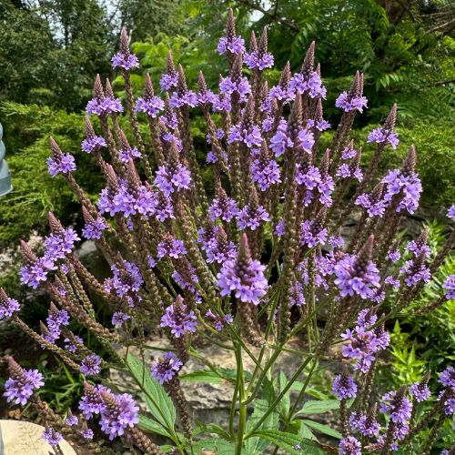 Blue Vervain - Native, Verbena Hostata