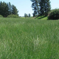 Thumbnail for Wheatgrass, 'Bluebunch'- Native Western Grass