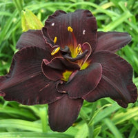 Thumbnail for Daylily 'Bogeyman' (Hemerocallis) by Firefly Farm & Mercantile