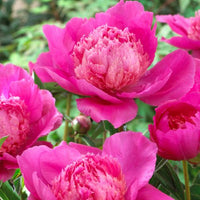 Thumbnail for Bouquet Perfect- Peony, 1997 introduction, Minnesota, lactiflora, anemone peony