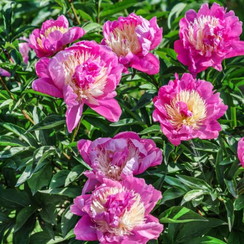 Bowl of Beauty - Peony, 1949 introduction, Netherlands, lactiflora