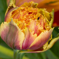 Thumbnail for Fringed Double Tulip 'Brisbane' Tulip Bulbs (Fringe Tulips)