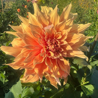 Thumbnail for 'Sherwood Peach' Dahlia (Dinnerplate)