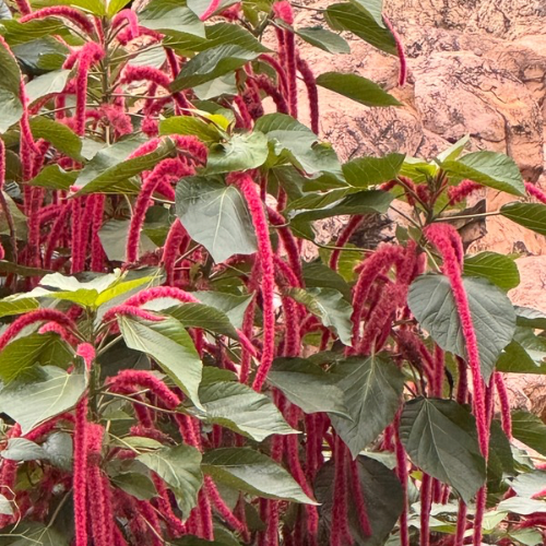 Love-Lies-Bleeding, Amaranth, 1500's Heirloom