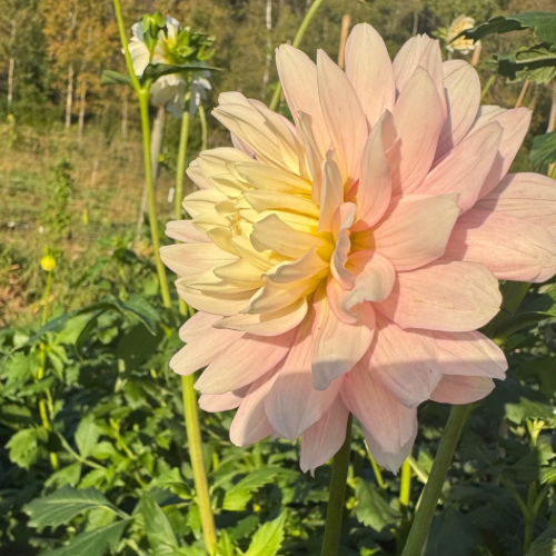 'Chilson's Pride' Dahlia (Informal Decorative)