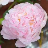 Thumbnail for Albert Crousse - Peony,  1893 Introduction, Origin France, lactiflora