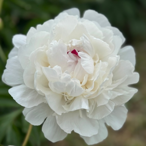 Festiva Maxima - Peony,  1851 Introduction, Origin France, lactiflora
