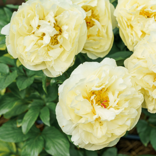 Sunny Girl- Peony, 1985, Michigan, lactiflora